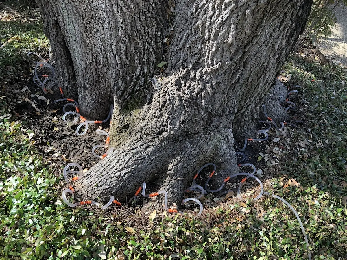Detailed Tree Cabling and Bracing job site in Churubusco