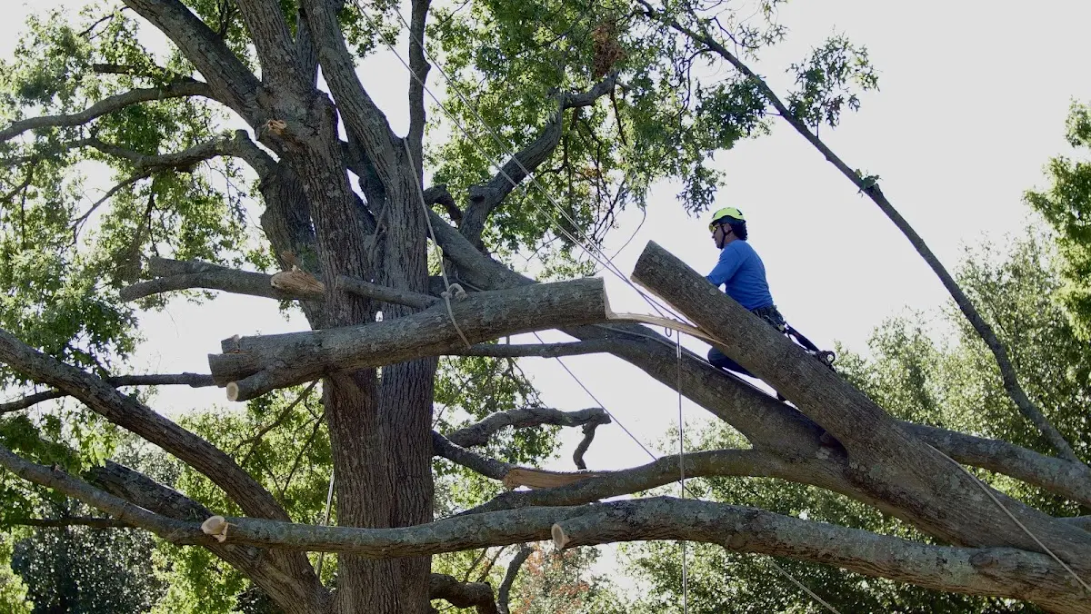 Professional Crown Thinning performed by certified arborists in Churubusco
