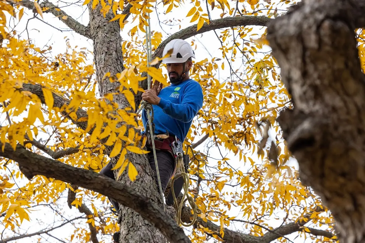 Skilled Tree Planing crew working in Churubusco